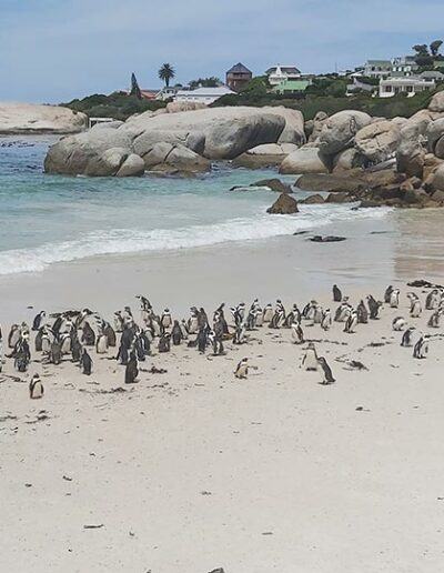 penguins on a sandy beach
