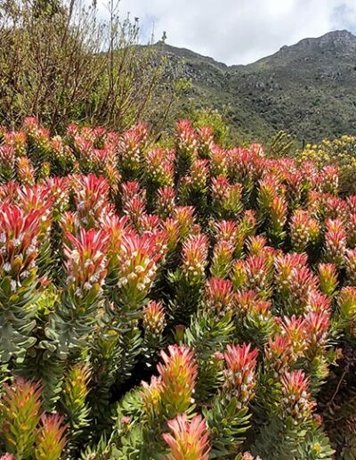 a man looking closely at blooming proteas