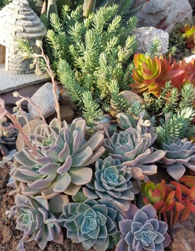 various succulent plants