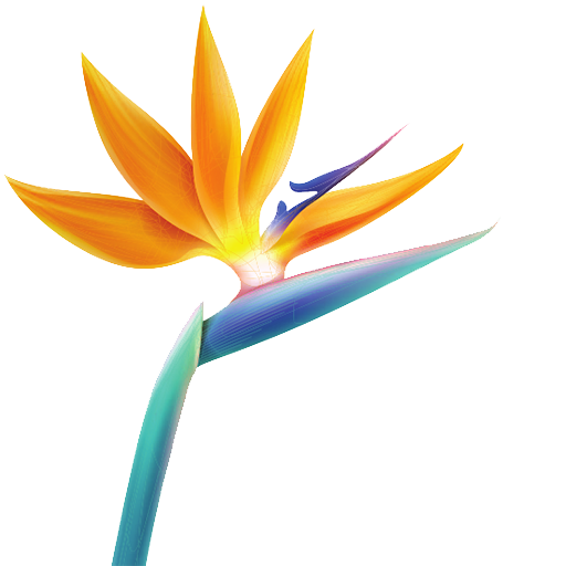 strelizia flower